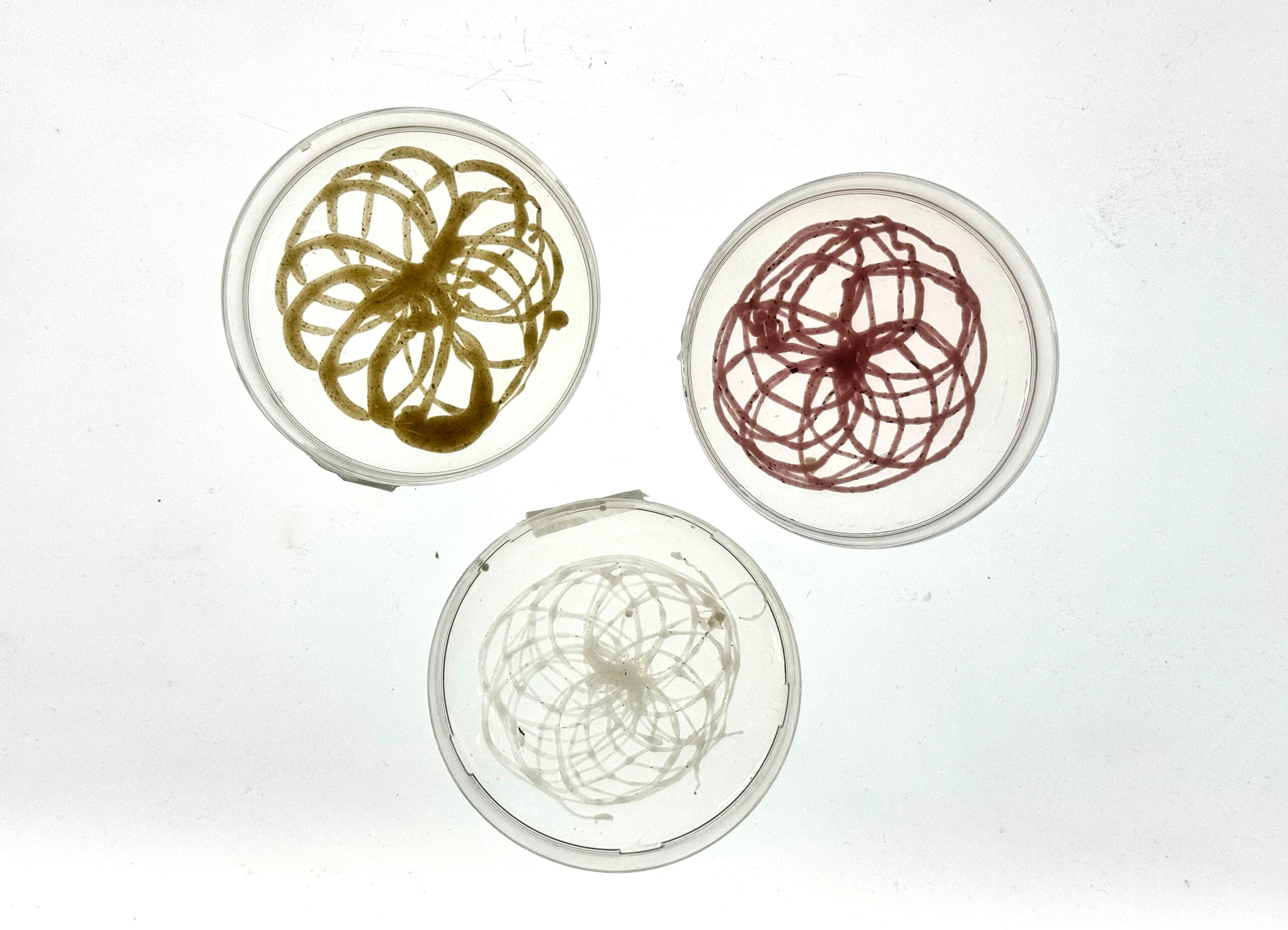 HERBICOUS ALCHEMY